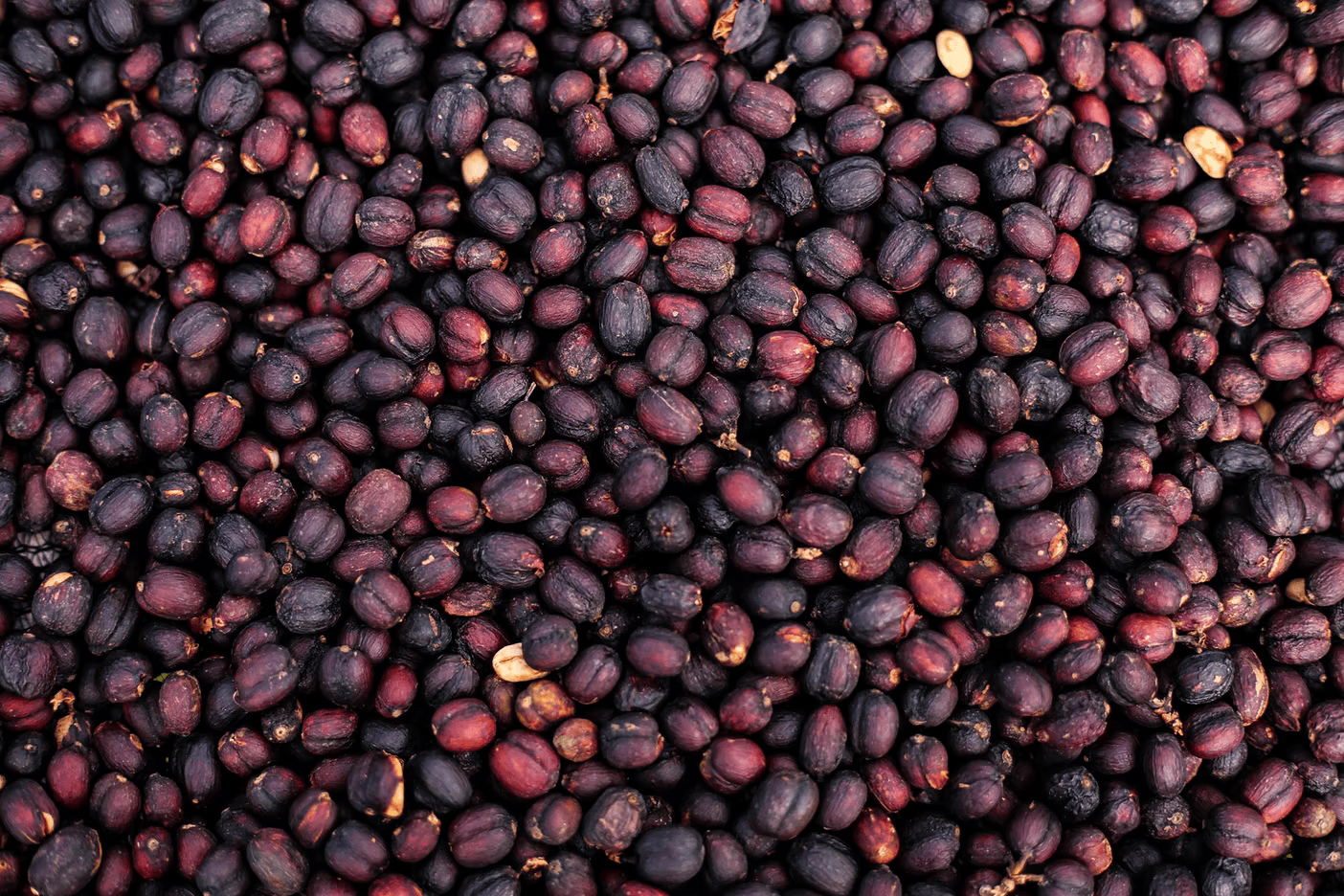 Colombia / La Cocha - Dorado – Doux et fruité