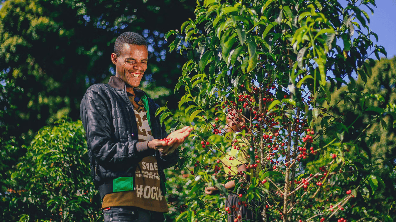 Colombia / La Cocha - Dorado – Doux et fruité