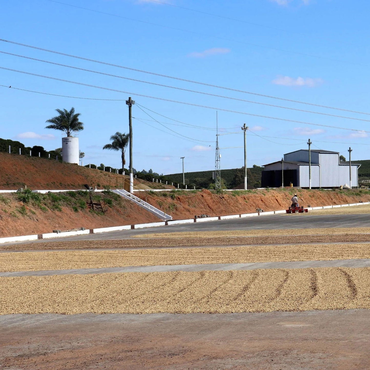 Brazil - Boa Vista / Luiza Vilela Barreira - Jockos Coffee