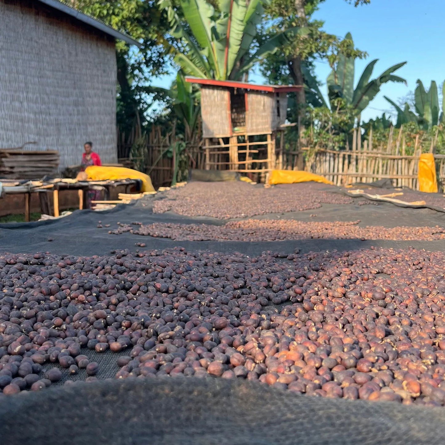 Ethiopia / Hailu Beketa - Jockos Coffee