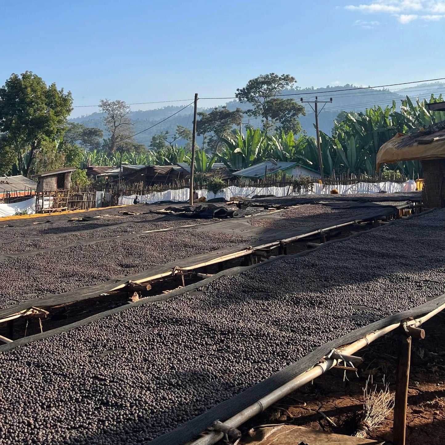 Ethiopia / Hailu Beketa - Jockos Coffee