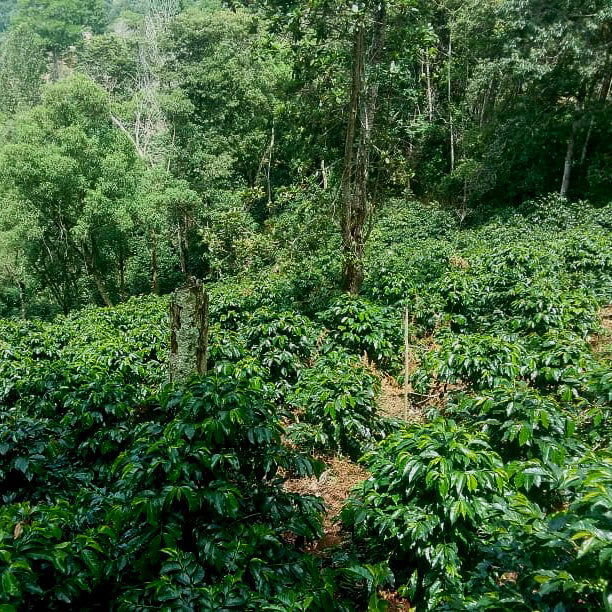 Honduras - Finca El Puente / Marysabel Caballero Nature - Jockos Coffee
