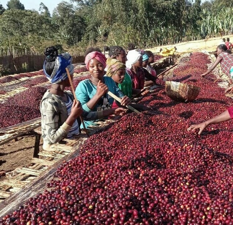 Ethiopia / Guji Rubí – Naturel fruité