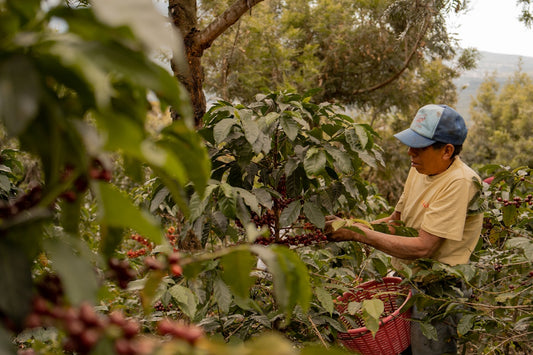Cueillette de cerises de cafe rouge sur cafeier au Costa Rica, region Tarrazu