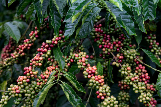 Qu'est-ce que le café Arabica ? Tout ce que vous devez savoir