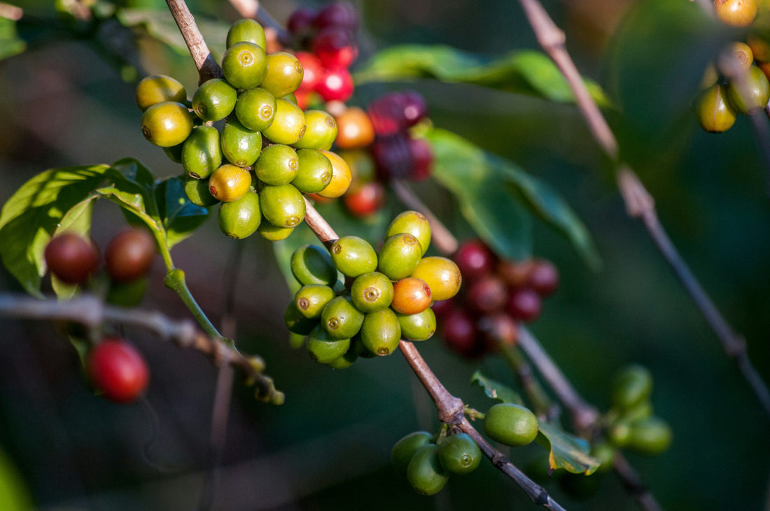 Photo de cerises de café sur un arbre