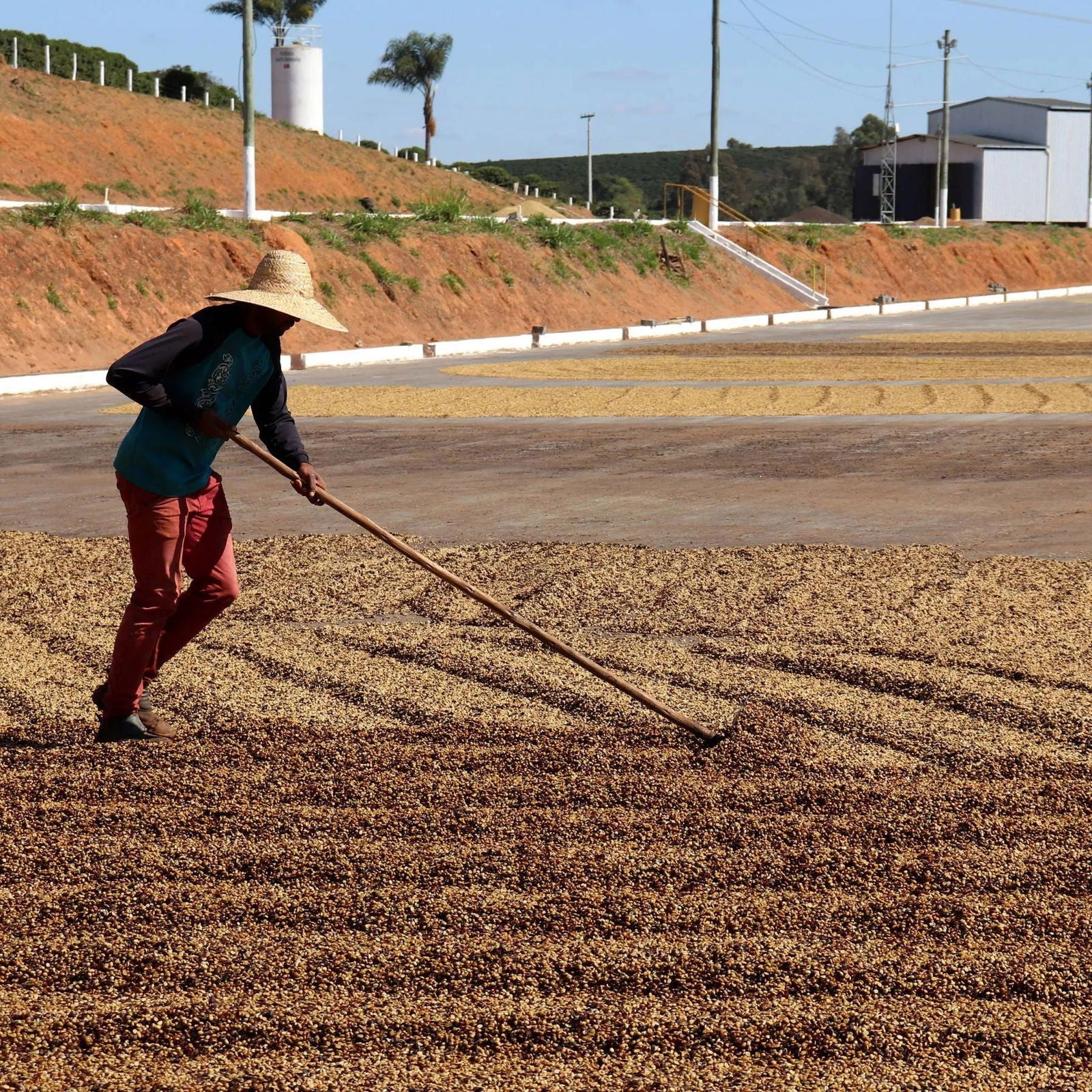 Brazil - Boa Vista / Luiza Vilela Barreira - Jockos Coffee