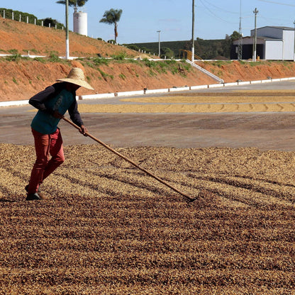 Brazil - Boa Vista / Luiza Vilela Barreira - Jockos Coffee
