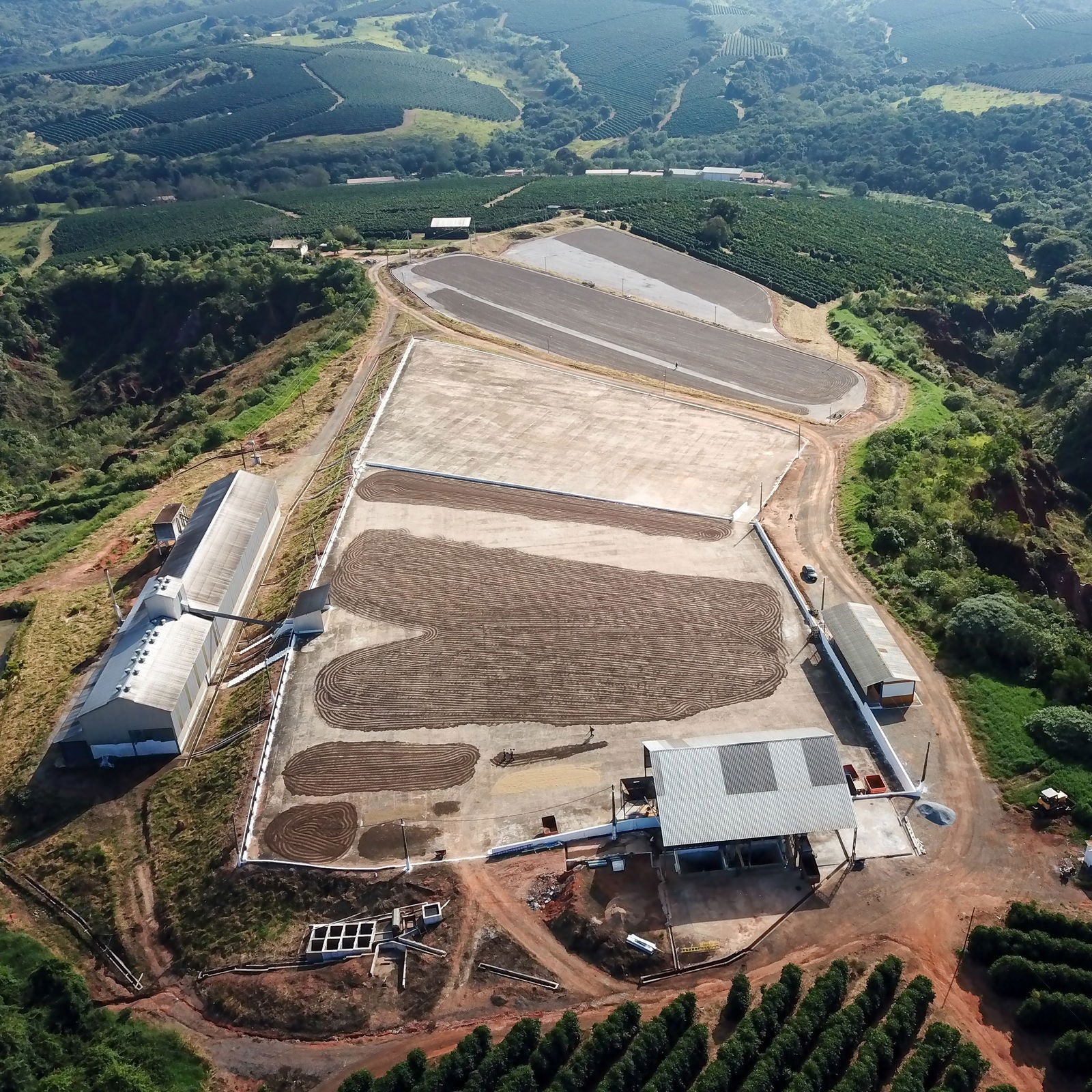 Brazil - Fazenda Campo Alegre - Jockos Coffee