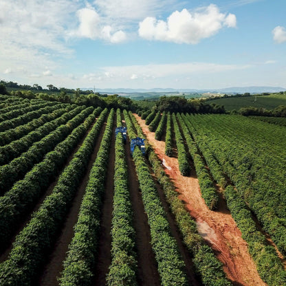 Brazil - Fazenda Campo Alegre - Jockos Coffee