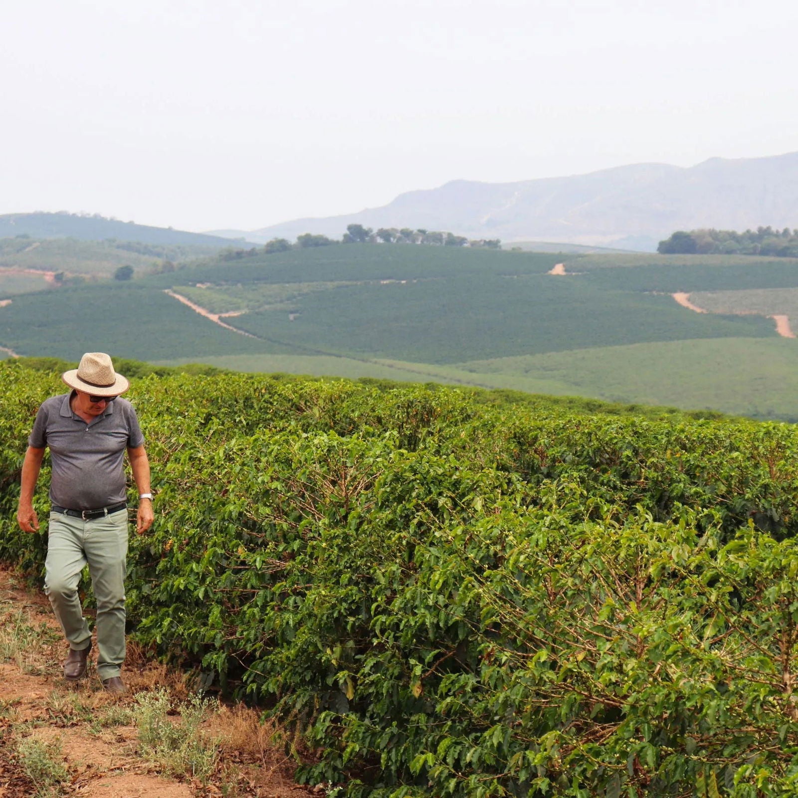 Brazil - Fazenda Monjolo / Aristides Botrel - Jockos Coffee