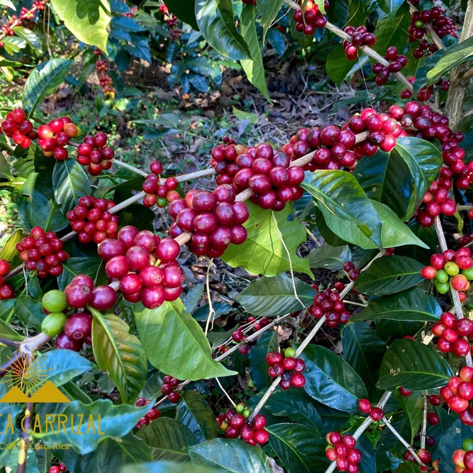 Costa Rica / Finca Carrizal - Jockos Coffee