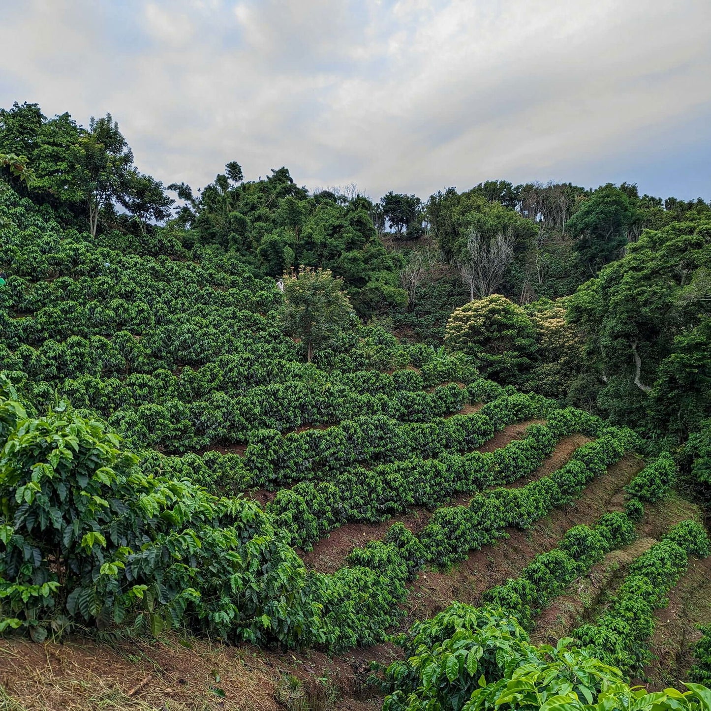 Costa Rica - Las Lajas / Francisca & Oscar Chacon - Jockos Coffee
