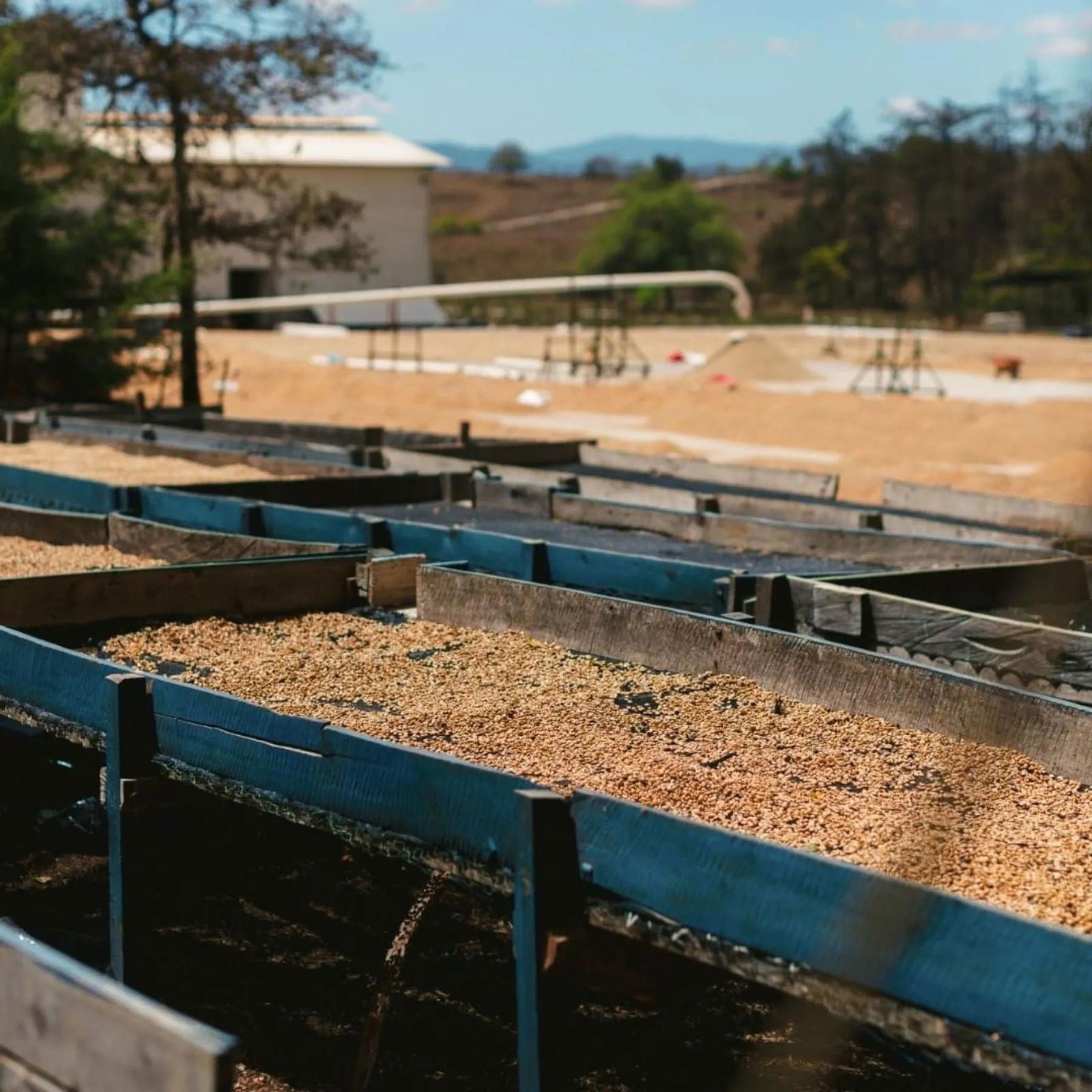 Guatemala / Catalan de Las Mercedes - Jockos Coffee