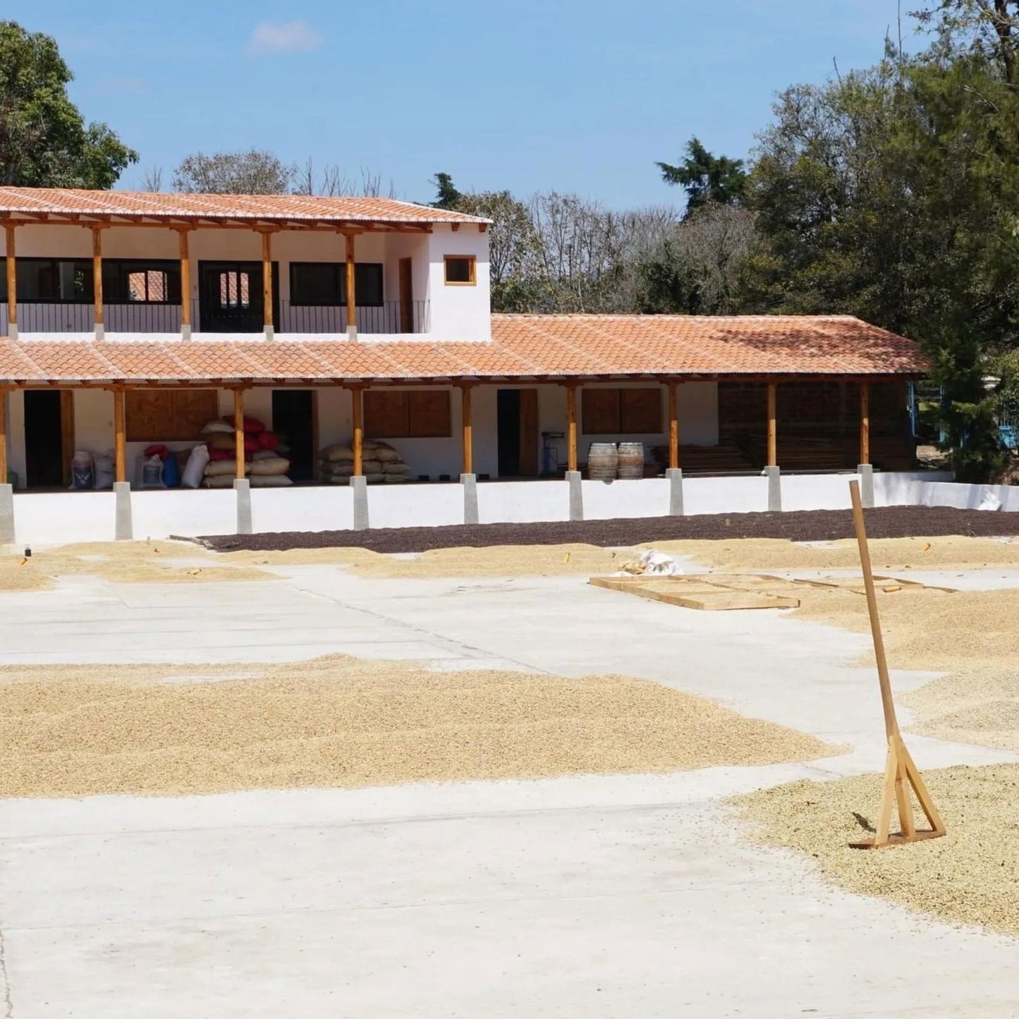 Guatemala / Catalan de Las Mercedes - Jockos Coffee
