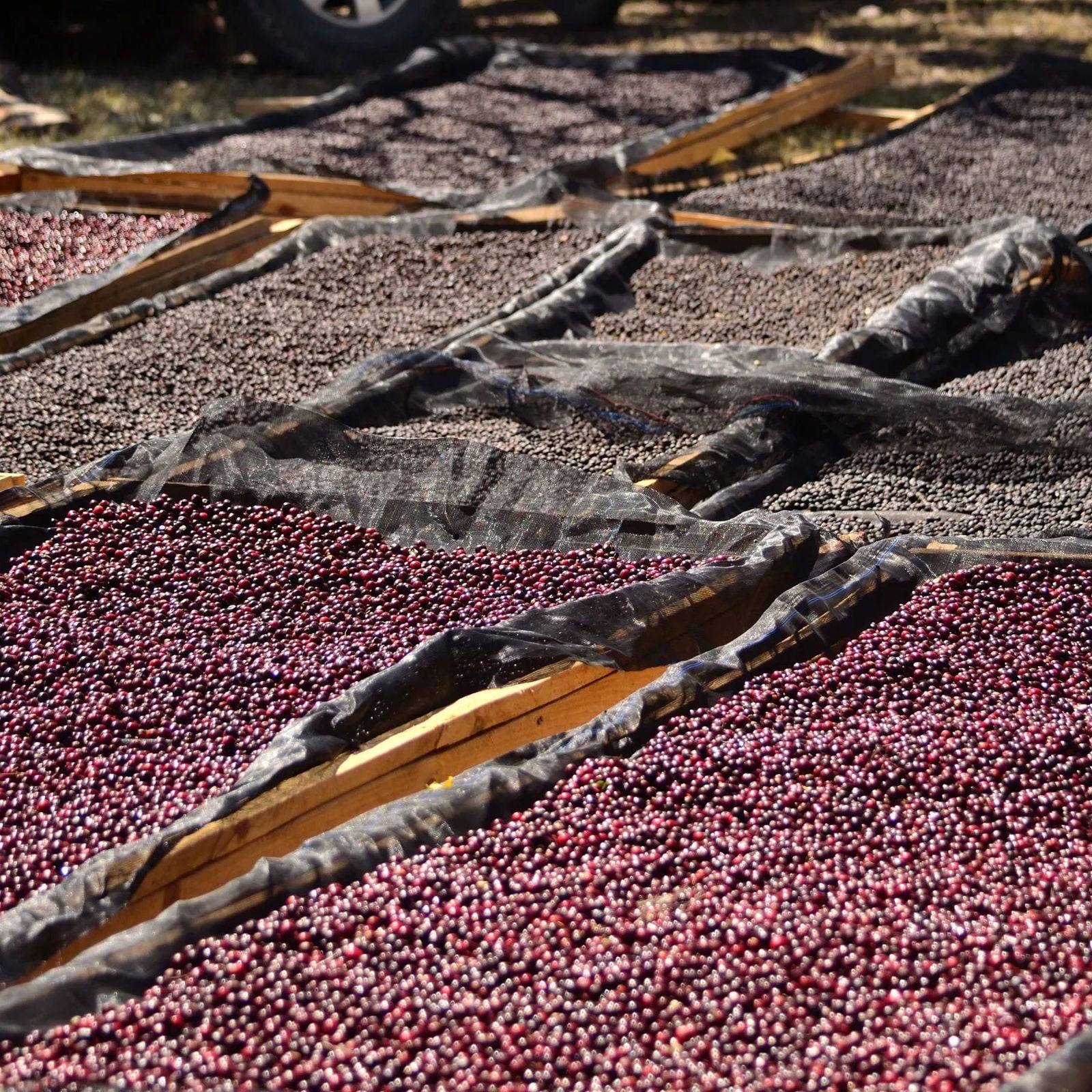 Guatemala / Finca El Orégano - Jockos Coffee