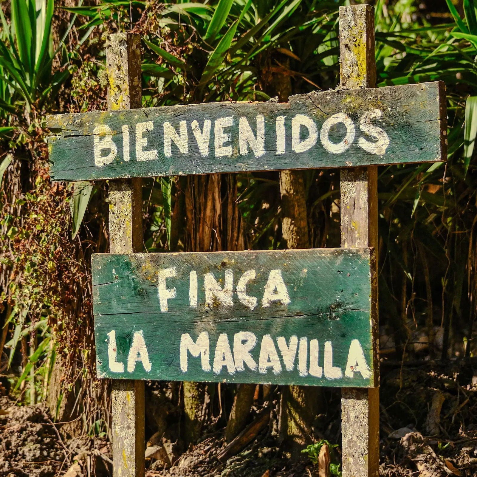 Guatemala - La Maravilla / Mauricio Rosales - Jockos Coffee