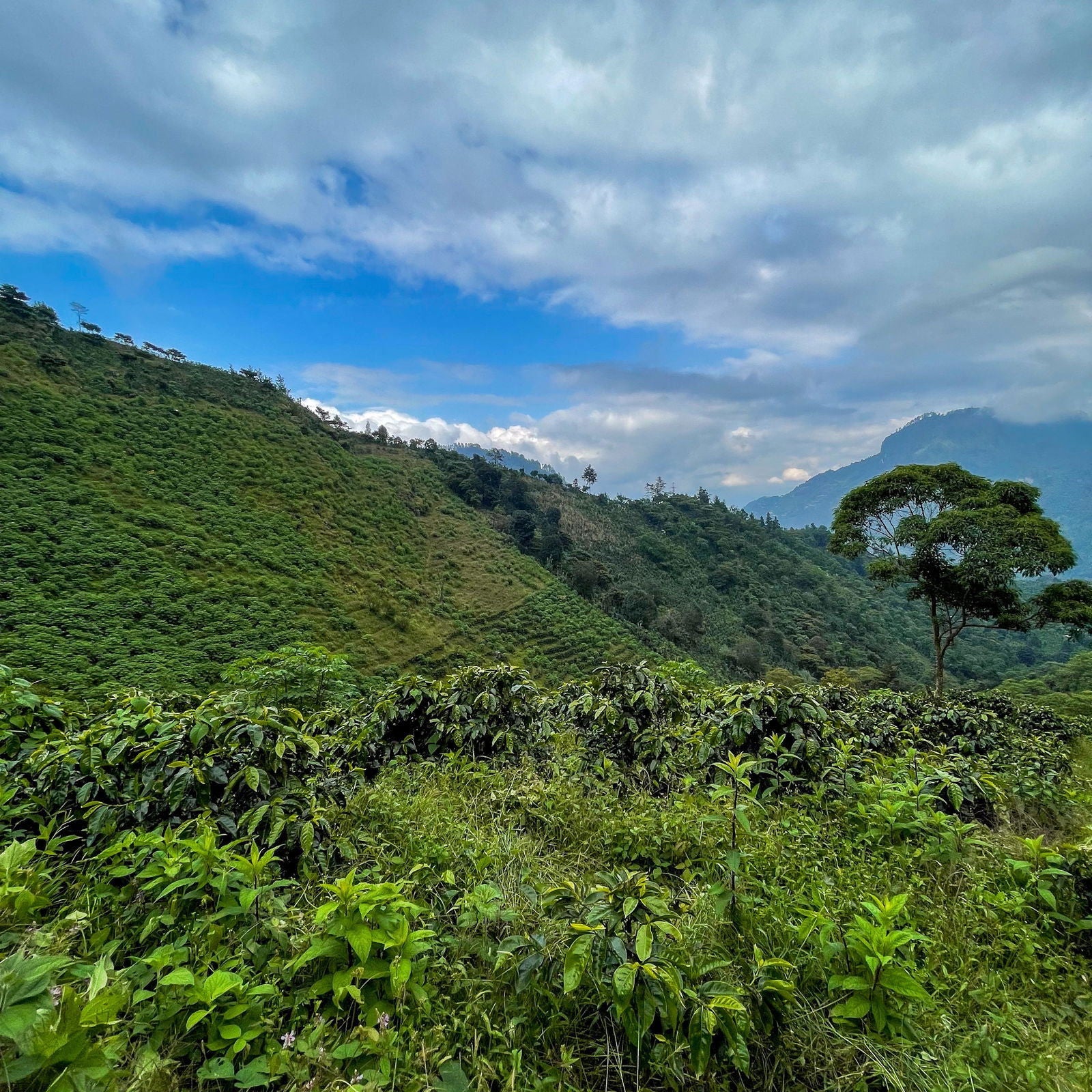 Guatemala - La Maravilla / Mauricio Rosales - Jockos Coffee