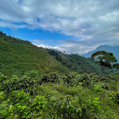 Guatemala - La Maravilla / Mauricio Rosales - Jockos Coffee