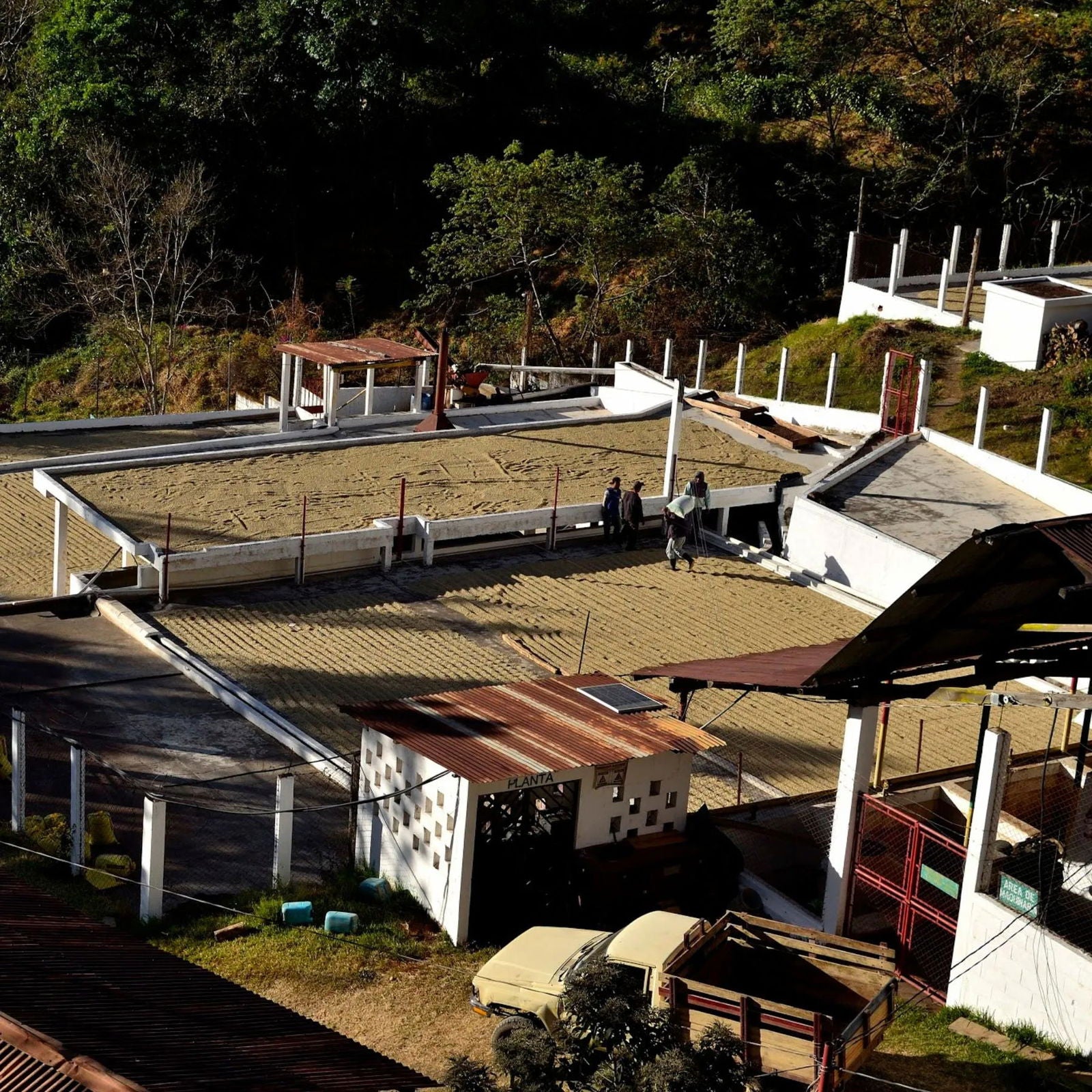 Guatemala - La Soledad / Pérez Family - Jockos Coffee