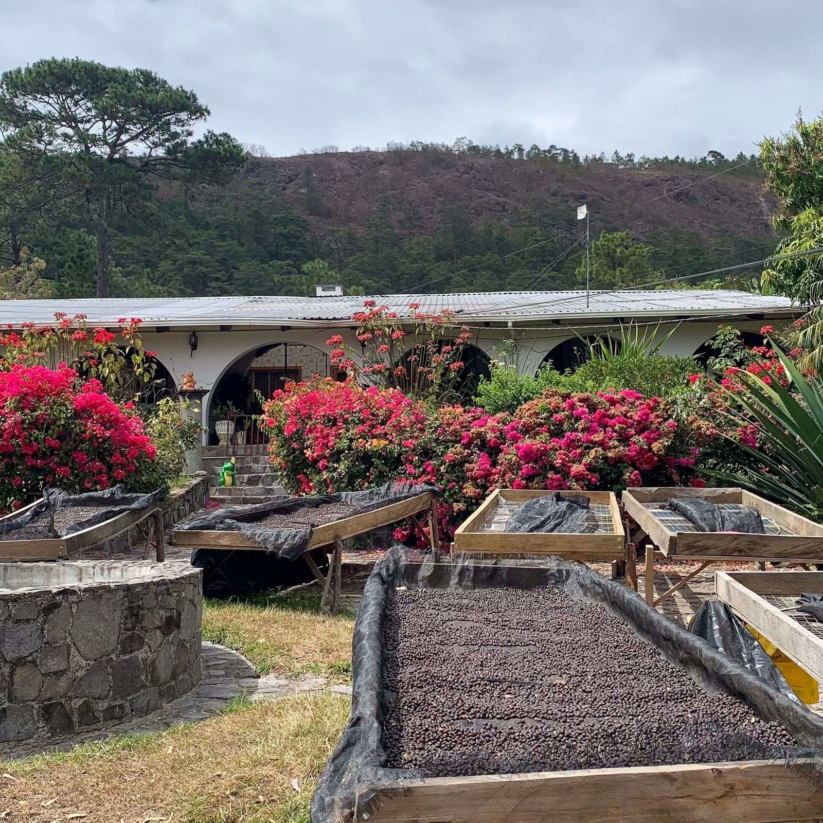 Honduras - Finca El Puente / Marysabel Caballero - Jockos Coffee