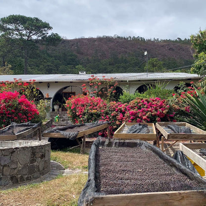 Honduras - Finca El Puente / Marysabel Caballero - Jockos Coffee