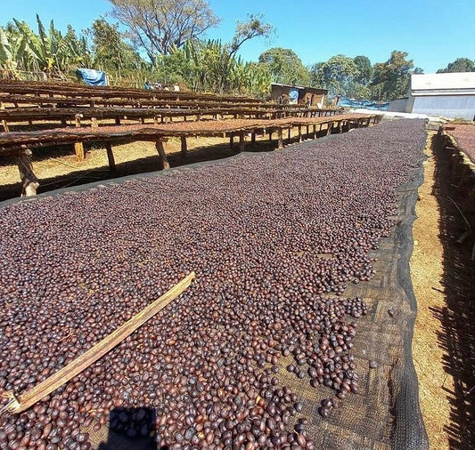 Ethiopia /  Guji Rubí – Naturel fruité