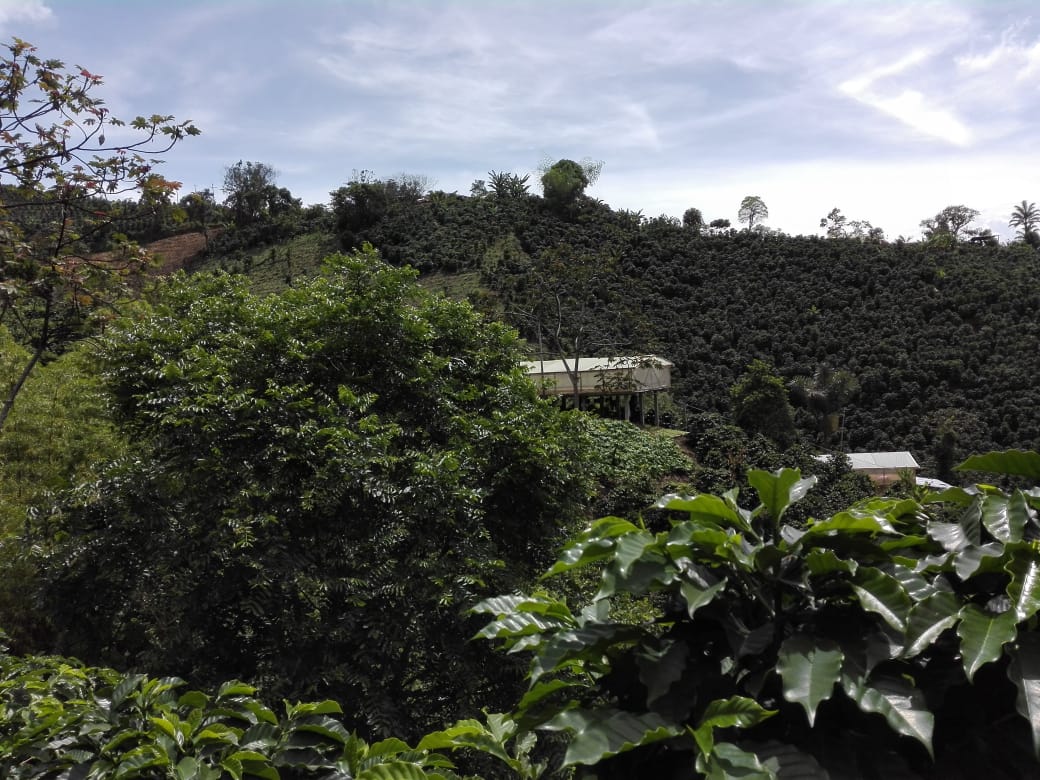 Caféiers de la Finca La Esperanza, Colombie
