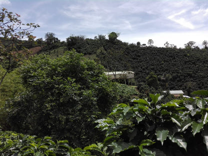 Caféiers de la Finca La Esperanza, Colombie
