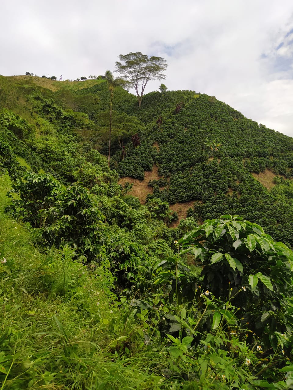 La Finca La Esperanza, Huila, Colombie